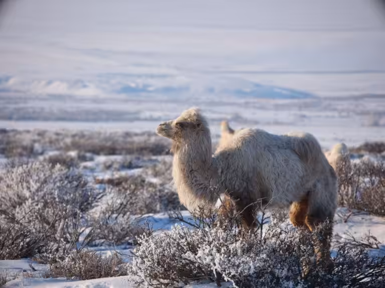 Le chameau de Bactriane, emblème de la Mongolie