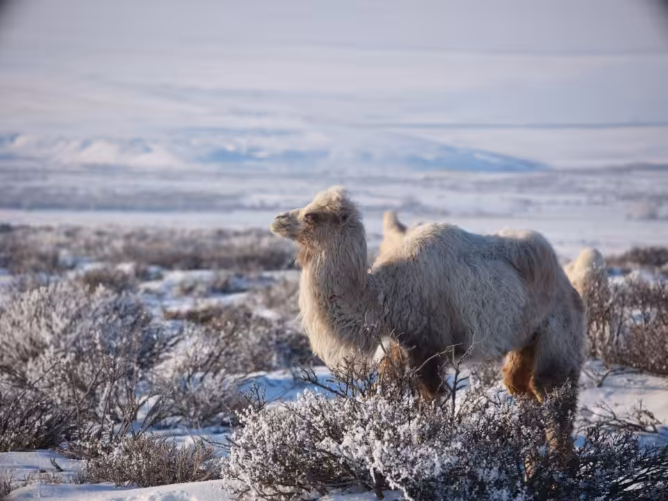 Le chameau de Bactriane, emblème de la Mongolie