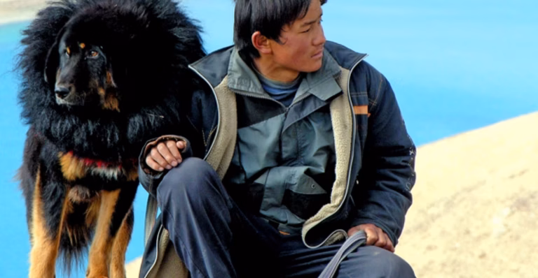 Le Chien jaune de Mongolie : le film à connaître