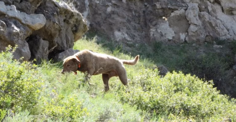 Le chien-lion de Mongolie : une race peu connue